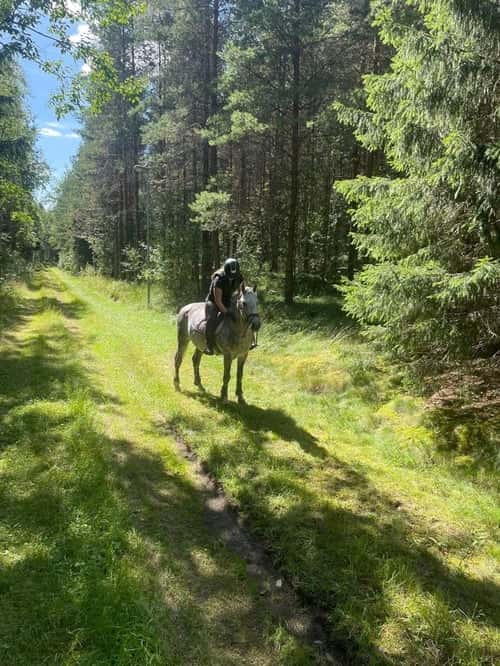 Bild av Maxad D-ponny