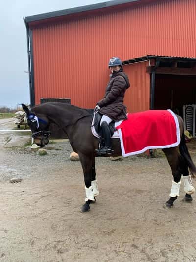 Inlägg 7 av Varmblodig ridhäst