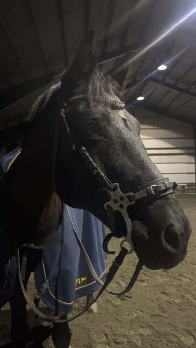 Inlägg 5 av Tysk Sporthäst med titeln Ibland uppstår problem men utvecklingen fortsätter framåt 