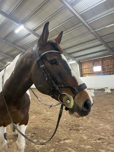 Inlägg 4 av Dansk ridhäst med titeln 🐎💨