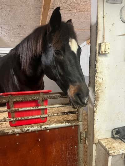 Post 5 of Western with title Snällaste hästen❤️