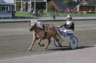 Inlägg 24 av Shetlandsponny med titeln Ponnytrav