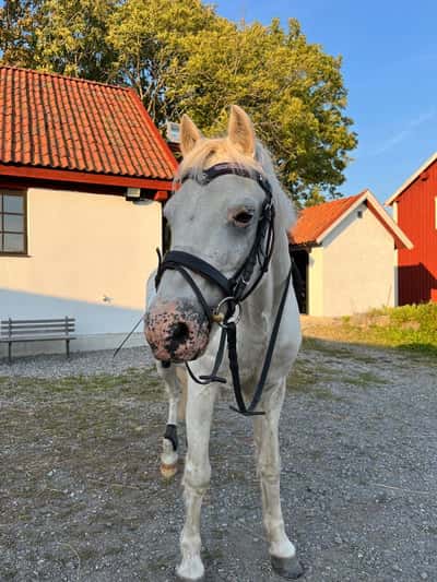 Inlägg 18 av Welshponny med titeln Söta Clic❤️❤️