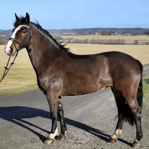 Image of Trevlig mor/dotter ponny ⭐️