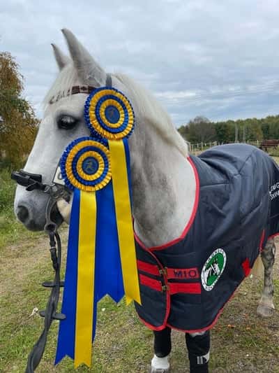 Post 336 of Show jumping with title Tigger vinst MsvB, Gagnef 