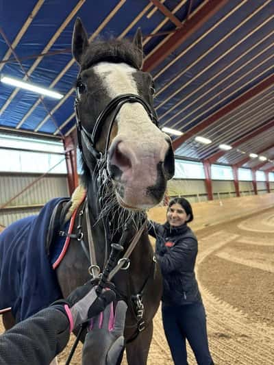 Inlägg 18 av Hannoveraner med titeln ☀️