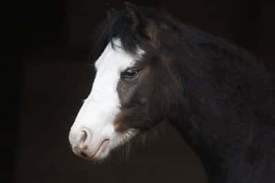 Inlägg 14 av Welsh Mountain med titeln Porträtt 