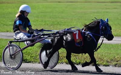 Inlägg 21 av Ponnytrav med titeln  DPK’s ponnytravgala 2023 🏆