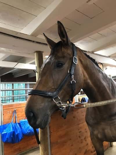 Inlägg 16 av Voltige med titeln ❤️❤️❤️