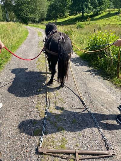 Inlägg 3 av Unghäst med titeln Nisse