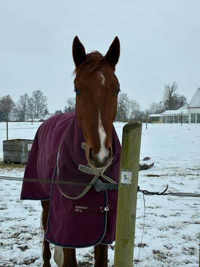 Magics bemineforever