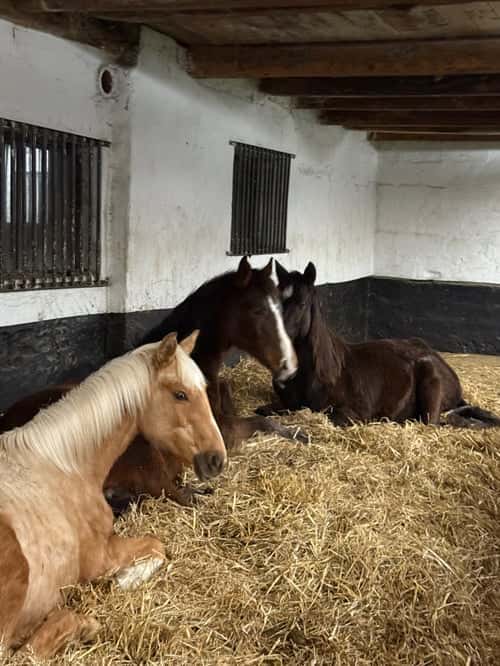 Bild av Snäll hingst -24 med riktigt bra hoppstam 