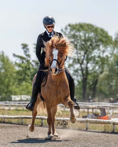 Inlägg 36 av Island