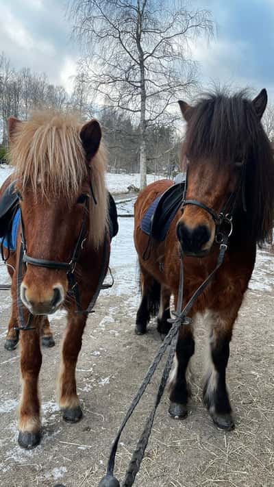 Inlägg 9 av Islandshäst med titeln Sötisar 🤍