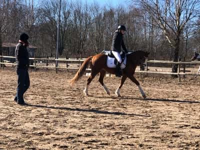 Inlägg 22 av Dressyr med titeln Dressyrtävling 🫶🏻