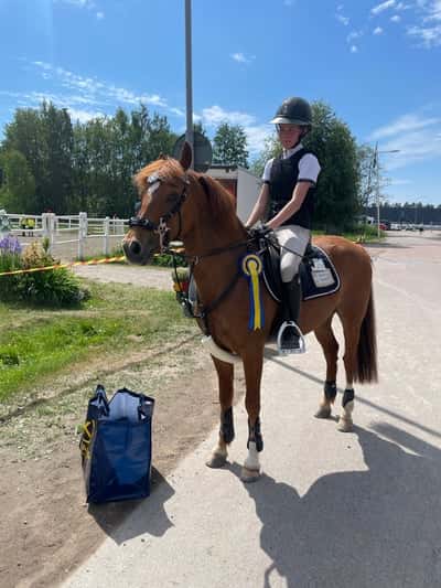 Post 71 of Show jumping