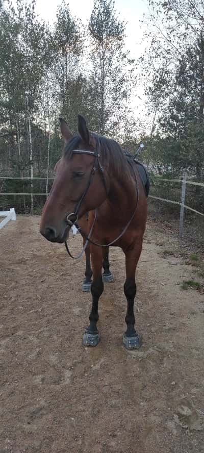 Post 23 of Para Equestrian with title Läxläsning 