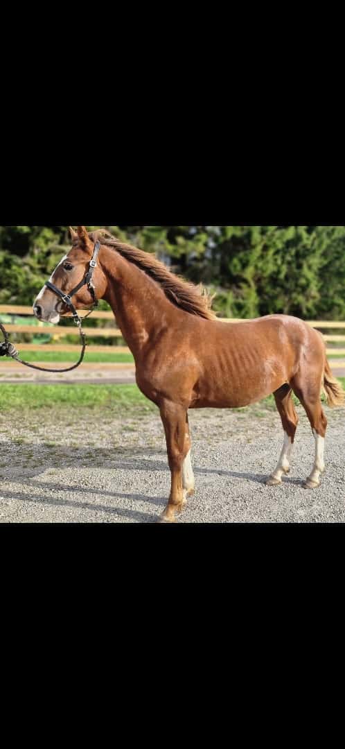 Bild av ⭐️ Gyllens Alpha ⭐️