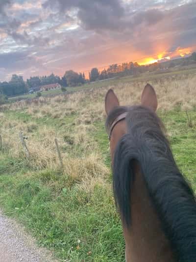 Inlägg 112 av Allround med titeln Perfekt väder för en tur ut i skogen 🙌🏻