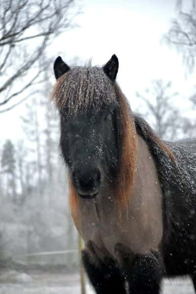 Bakkus från källeboda