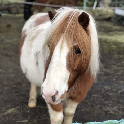 Fariytales unicorn Coco