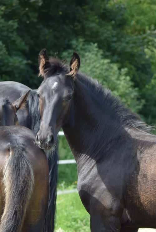 Bild av Riktigt snygg maskulin hingst! Fölmönstrad med 82,2%