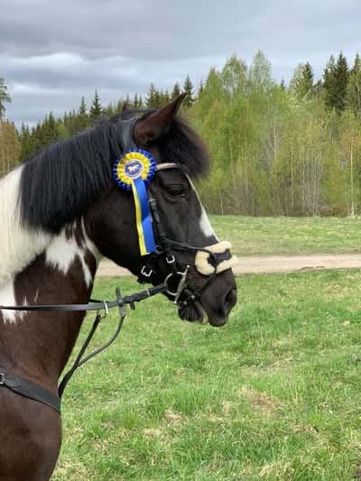 Post 468 of Show jumping