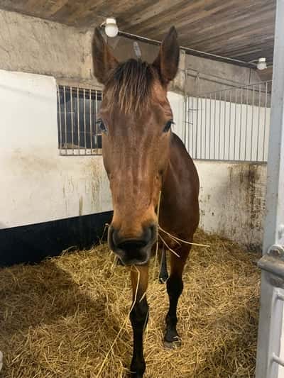 Inlägg 19 av Stambok KWPN