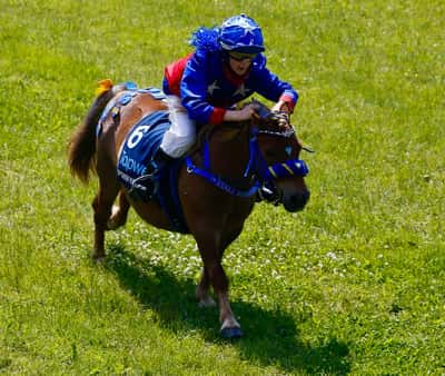 Inlägg 12 av Shetlandsponny med titeln Ponnygalopp 