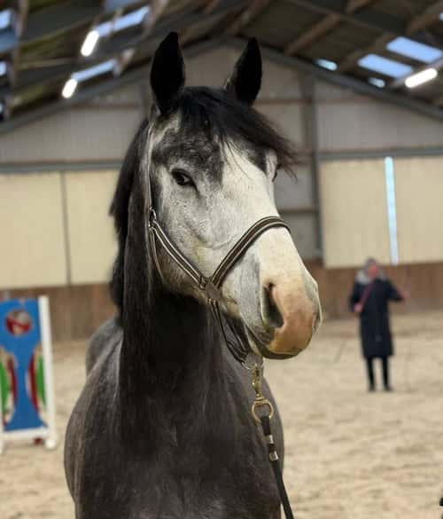 Bild av Snygg valack med utmärkt hoppteknik