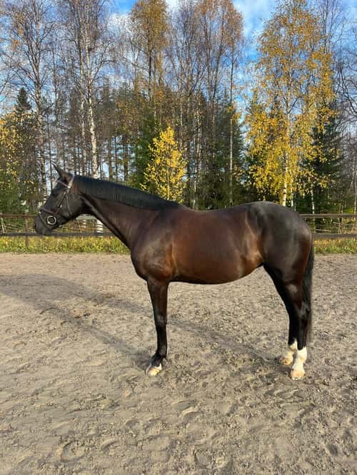 Bild av Trevligt sto med utstrålning