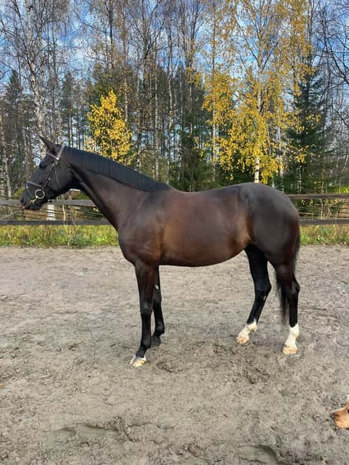 Bild av Trevligt sto med utstrålning