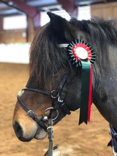 Post 282 of Show jumping with title Klubbtävling 