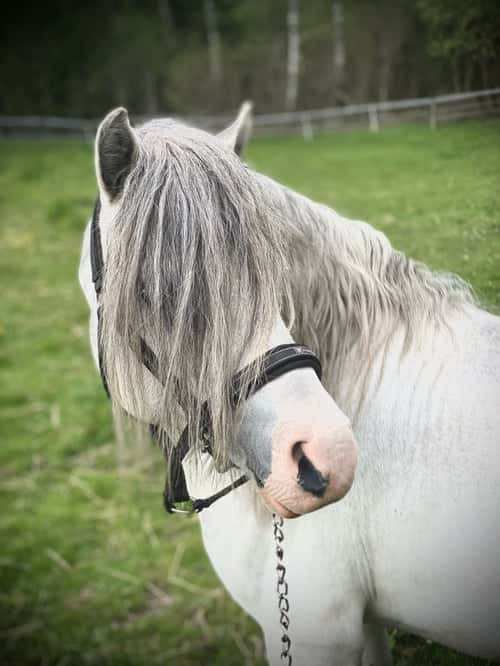 Bild av Härlig Welsh mountainhingst i avel!