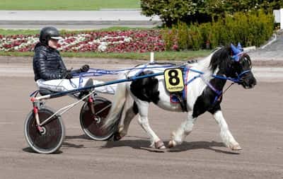 Inlägg 100 av Ponnytrav med titeln Ponnytrav 