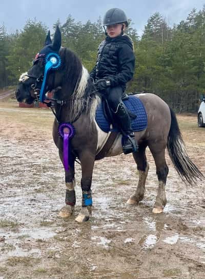 Post 104 of Show jumping with title Terränghoppning