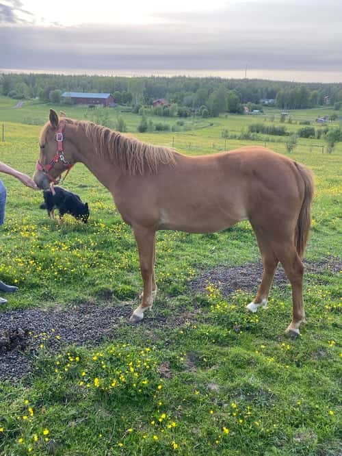 Bild av 1 årig quartersto 