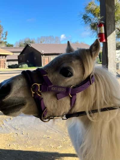 Inlägg 14 av Voltige med titeln Här är jag i Usa med Monty Roberts