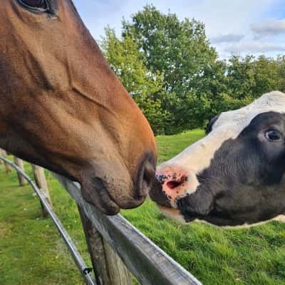 Inlägg 17 av Voltige med titeln Wendy älskar kossor❤️