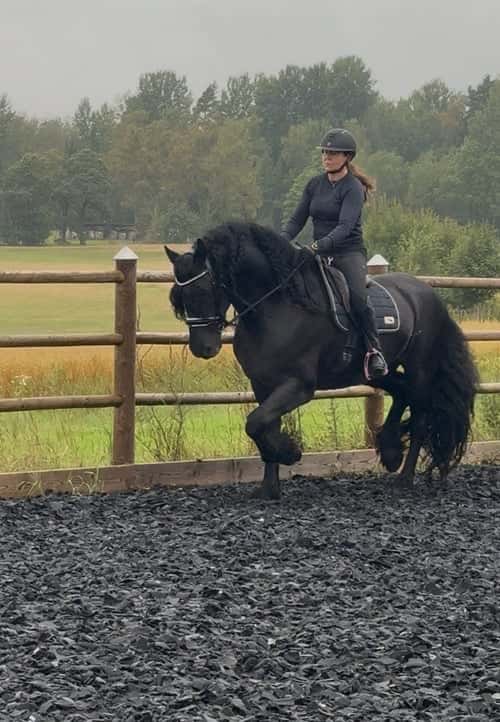 Bild av Frieser Hingst 