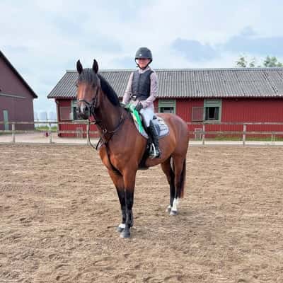 Inlägg 13 av Dressyr