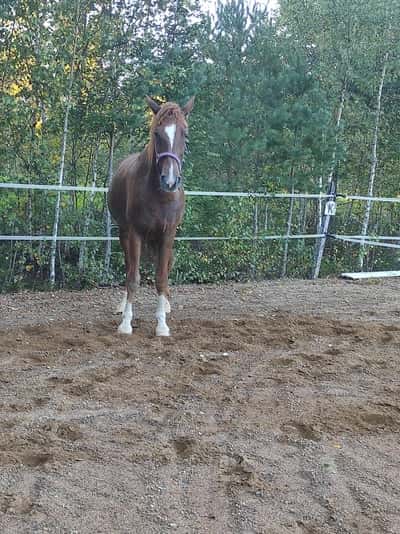 Inlägg 21 av Stambok KWPN med titeln Tankeverkstad