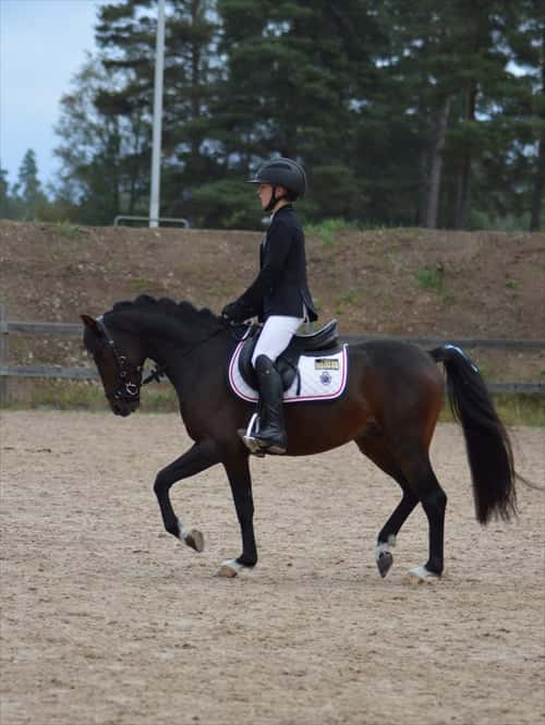 Bild av Framtida mästerskapsponny🌟