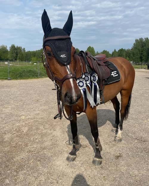 Bild av Mästerskapsponny säljes! 🌟