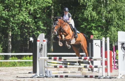 Bild av Hopp/fälttävlanshäst med allt man söker! 🌟