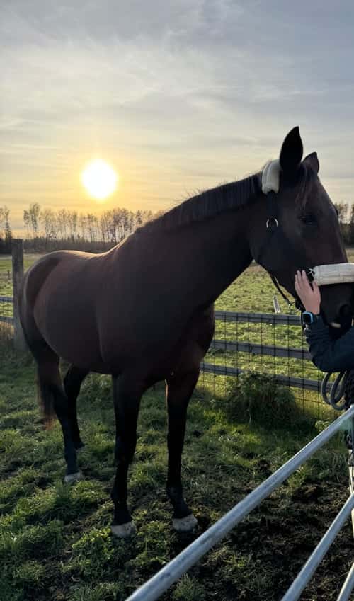 Bild av Ronja letar själsfrände