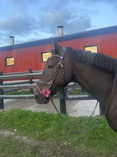 Inlägg 22 av Irländsk Sporthäst med titeln Längesedan💘