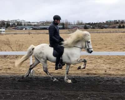 Inlägg 27 av Island