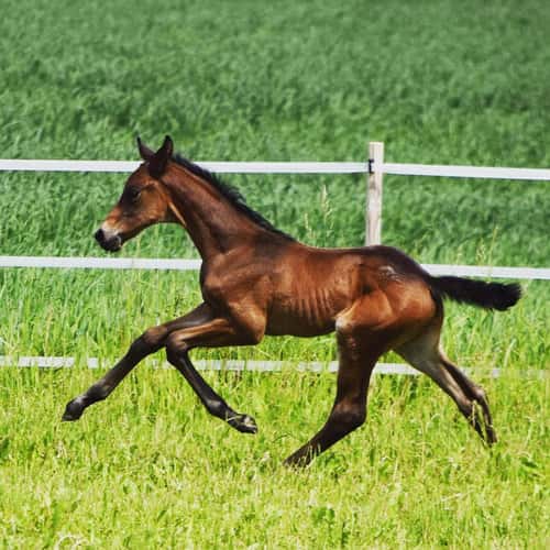 Bild av Stor, högbent, maskulin valack med supertemperament!