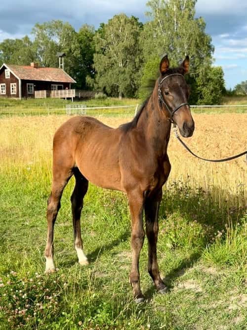 Bild av Hopp- allround- fälttävlan e Olympus-Most Welcome xx